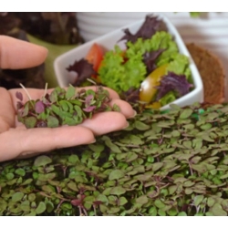 nasiona Microgreens Pachnotka zwyczajna fioletowa młode listki swikx12